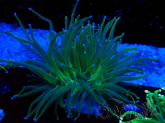 WYSIWYG Euphyllia glabrescens (Mariculture acclimaté sous LED) 8J5