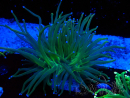 WYSIWYG Euphyllia glabrescens (Marikultur, akklimatisiert unter LED) 8J5