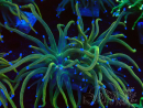 WYSIWYG Euphyllia glabrescens (Mariculture acclimaté sous LED) 8J6
