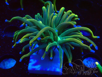 WYSIWYG Euphyllia glabrescens (Mariculture acclimated under LED) 8F7