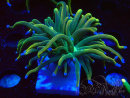 WYSIWYG Euphyllia glabrescens (Marikultur, akklimatisiert unter LED) 8F7