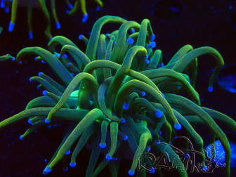 WYSIWYG Euphyllia glabrescens (Mariculture acclimated under LED) 8F7