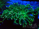 WYSIWYG Euphyllia glabrescens (Marikultur unter LED akklimatisiert) 8K1