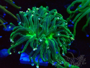 WYSIWYG Euphyllia glabrescens (Maricultura aclimatada bajo LED) 8K2