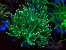 WYSIWYG Euphyllia glabrescens (Maricoltura acclimatata sotto LED) 8K3