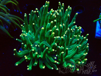 WYSIWYG Euphyllia glabrescens (Maricultura aclimatada bajo LED) 8K4