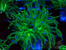 WYSIWYG Euphyllia glabrescens (Mariculture acclimated under LED) 8K6
