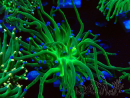 WYSIWYG Euphyllia glabrescens (Mariculture acclimaté sous LED)