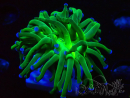 WYSIWYG Euphyllia glabrescens (Marikultur akklimatisiert unter LED) 8G7