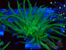 WYSIWYG Euphyllia glabrescens (Maricoltura acclimatata sotto LED) 8L2