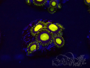 WYSIWYG - Zoanthus King Midas 30B3