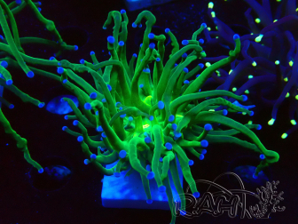 WYSIWYG Euphyllia glabrescens (Maricultura aclimatada bajo LED) 8L3