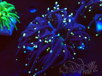 WYSIWYG Euphyllia glabrescens (Maricultura aclimatada bajo LED) 8L4