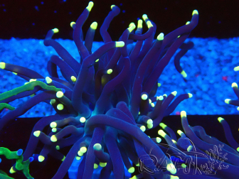 WYSIWYG Euphyllia glabrescens (Mariculture acclimaté sous LED) 8L5
