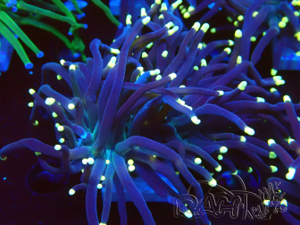 WYSIWYG Euphyllia glabrescens (Mariculture acclimated under LED) 8L6
