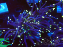 WYSIWYG Euphyllia glabrescens (Mariculture acclimaté sous LED) 8L7