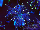 WYSIWYG Euphyllia glabrescens (Maricultured and acclimated under LED) 8H7