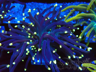 WYSIWYG Euphyllia glabrescens (Maricultura aclimatada bajo LED) 8B7