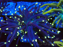 WYSIWYG Euphyllia glabrescens (Mariculture acclimaté sous LED) 8B7