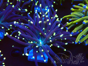 WYSIWYG Euphyllia glabrescens (Maricultura aclimatada bajo LED) 8B7
