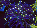 WYSIWYG Euphyllia glabrescens (Mariculture acclimaté sous LED) 8E7