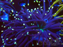 WYSIWYG Euphyllia glabrescens (Mariculture acclimaté sous LED) 8E7