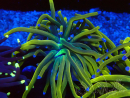 WYSIWYG Euphyllia glabrescens (Mariculture acclimaté sous LED) 8M5