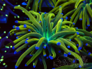 WYSIWYG Euphyllia glabrescens (Mariculture acclimated under LED) 8I7