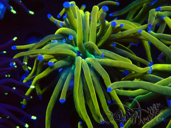 WYSIWYG Euphyllia glabrescens (Maricoltura acclimatata sotto LED) 8J7