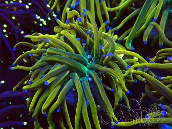 WYSIWYG Euphyllia glabrescens (Mariculture acclimated under LED)