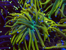 WYSIWYG Euphyllia glabrescens (Maricultura aclimatada bajo LED)