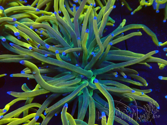WYSIWYG Euphyllia glabrescens (Mariculture acclimated under LED)