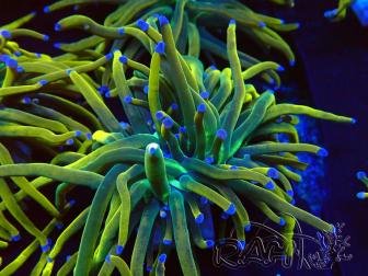 WYSIWYG Euphyllia glabrescens (Marikultur, akklimatisiert unter LED) 8L7