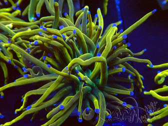 WYSIWYG Euphyllia glabrescens (Mariculture acclimated under LED)