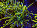 WYSIWYG Euphyllia glabrescens (Mariculture acclimaté sous LED) 8N4