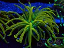 WYSIWYG Euphyllia glabrescens (Mariculture acclimaté sous LED)