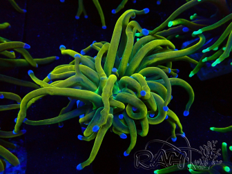 WYSIWYG Euphyllia glabrescens (Mariculture acclimaté sous LED) 8N6