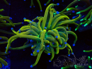 WYSIWYG Euphyllia glabrescens (Maricultured acclimated under LED) 8M7