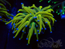 WYSIWYG Euphyllia glabrescens (Mariculture acclimaté sous LED)