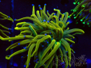 WYSIWYG Euphyllia glabrescens (Mariculture acclimaté sous LED) 8N8