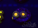 WYSIWYG - Zoanthus Tutti Fruity 30C3