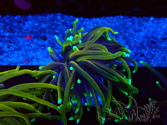 WYSIWYG Euphyllia glabrescens (Mariculture acclimaté sous LED)