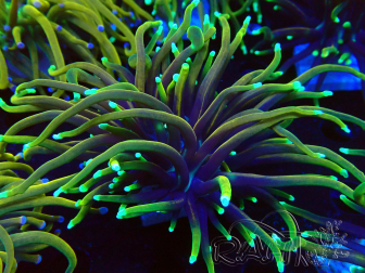WYSIWYG Euphyllia glabrescens (Maricultura aclimatada bajo LED) 8N7