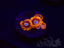 WYSIWYG - Zoanthus Tequila Sunrise 30C11