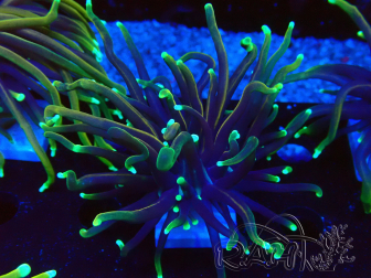 WYSIWYG Euphyllia glabrescens (Mariculture acclimaté sous LED)