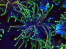 WYSIWYG Euphyllia glabrescens (Maricoltura acclimatata sotto LED) 8N7