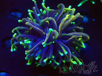 WYSIWYG Euphyllia glabrescens (Mariculture acclimated under LED)
