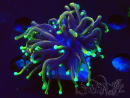 WYSIWYG Euphyllia glabrescens (Mariculture acclimated under LED) 8N7