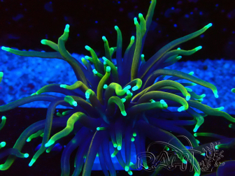 WYSIWYG Euphyllia glabrescens (Mariculture acclimaté sous LED) 8P1