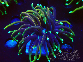 WYSIWYG Euphyllia glabrescens (Mariculture acclimaté sous LED) 8N7